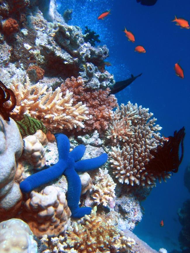 Synthetisieren Sie die magische Schönheit von Meereskorallen auf dem Meeresboden
