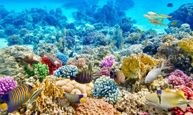 Sintetizza la magica bellezza dei coralli marini sul fondo dell'oceano