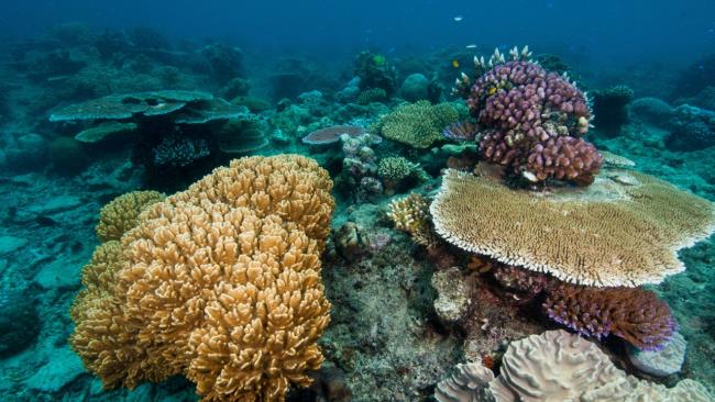 اجمع الجمال السحري للشعاب المرجانية البحرية في قاع المحيط
