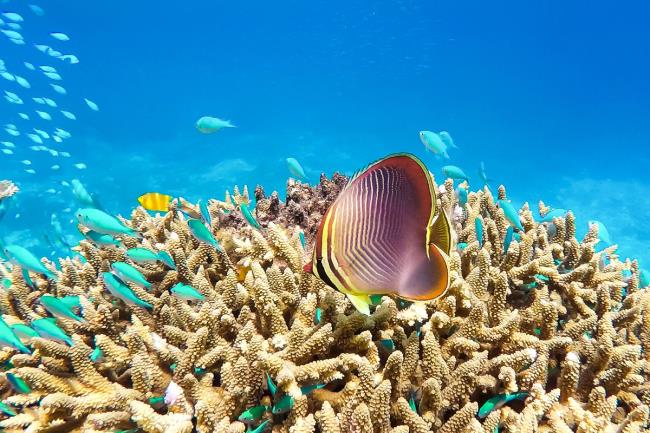 اجمع الجمال السحري للشعاب المرجانية البحرية في قاع المحيط