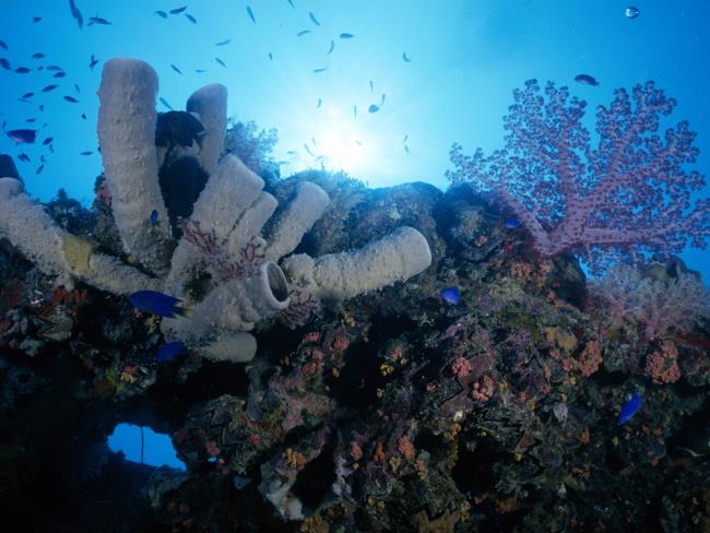 Synthesize the magical beauty of marine corals on the ocean floor