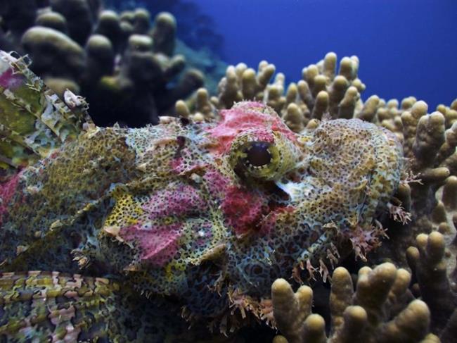 Synthesize the magical beauty of marine corals on the ocean floor