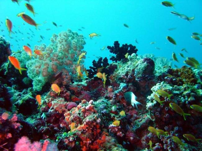 Synthetisieren Sie die magische Schönheit von Meereskorallen auf dem Meeresboden