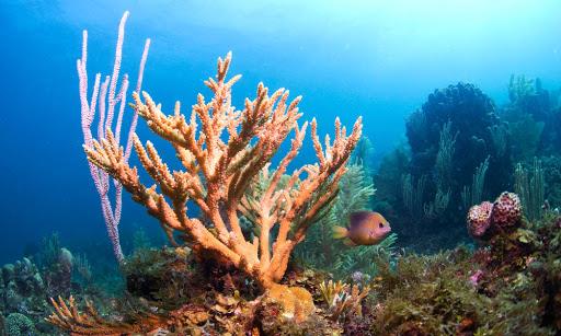 Mensintesis keindahan magis karang laut di dasar laut