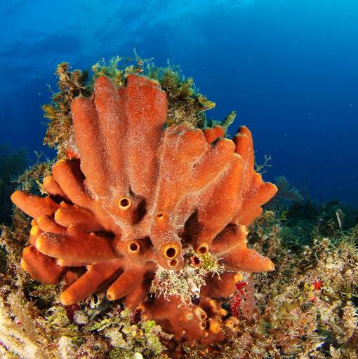 Mensintesis keindahan magis karang laut di dasar laut