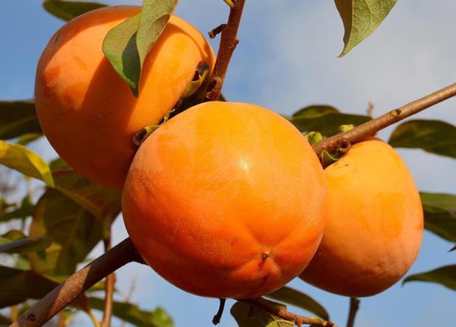 How to choose to buy delicious persimmons, how to distinguish Da Lat persimmon and Chinese persimmons