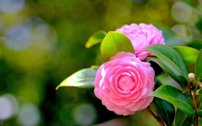 สังเคราะห์ภาพดอกคามิเลียที่สวยที่สุด