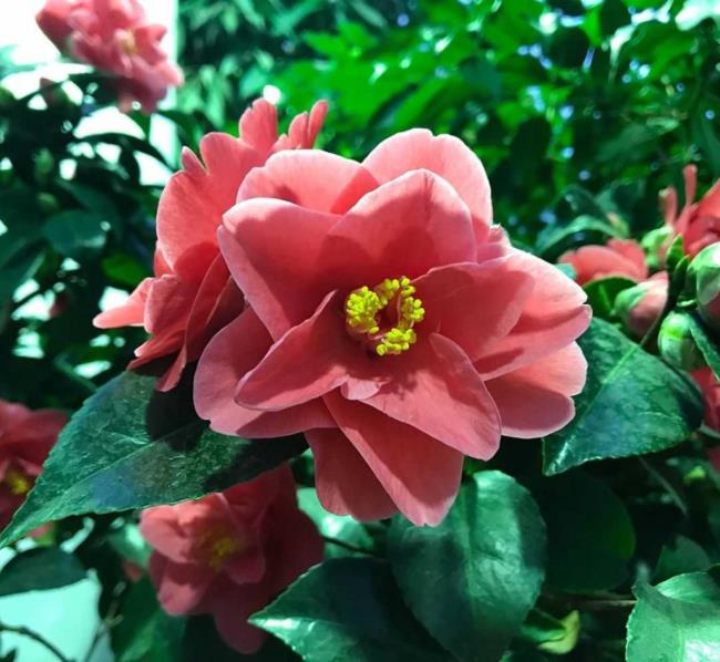 Synthesize the most beautiful camellia pictures
