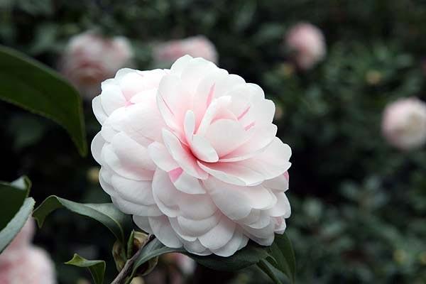Synthesize the most beautiful camellia pictures