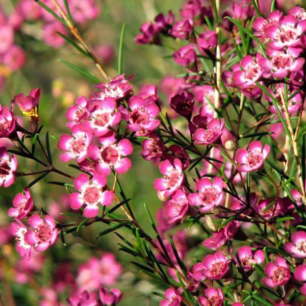 Collection des plus belles images de fleurs de saule