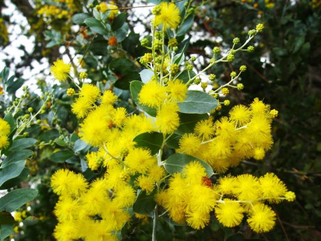 Collection of the most beautiful Mimosa flowers