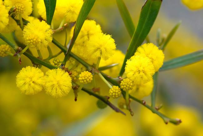 Raccolta dei più bei fiori di Mimosa