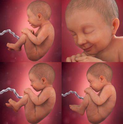 Inteligentna ciąża - szczegółowy przewodnik po etapach rozwoju mózgu płodu w środkowym 3 miesiącu życia