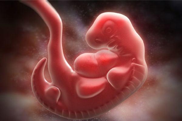 智能懷孕-頭三個月胎兒大腦發育步驟的詳細指南