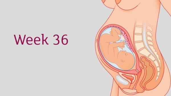 De belangrijke index van 36 weken foetus en beantwoordt de meest voorkomende vragen van zwangere moeders