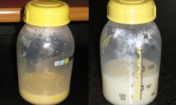 最初の24時間後の正しい方法での授乳-サバイバルシークレットは豊富な乳牛乳を助けます