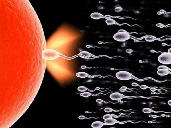 Знают ли женщины, какой красивый размер яйца нужен для успешного зачатия?
