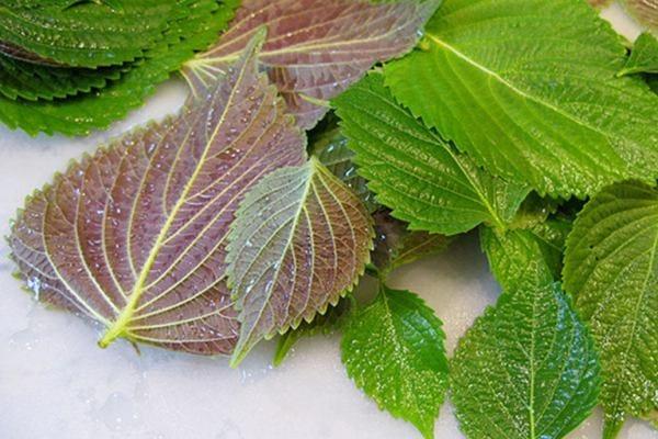 Telling women 4 ways to whiten skin with perilla leaves is easy and effective