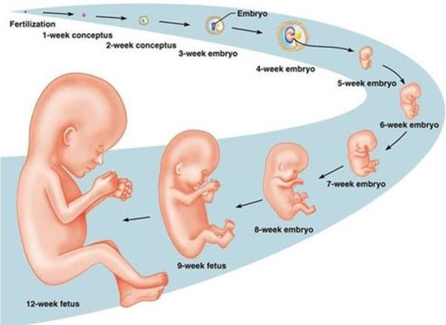 Ein paar Wochen mit einem Embryo und einer schwangeren Mutter müssen Sie tun, um von diesem Stadium an eine gesunde Schwangerschaft zu haben?