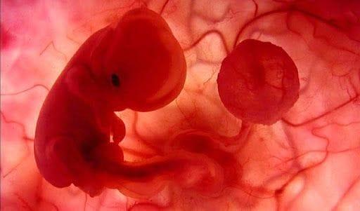 Fetale Entwicklung und was Sie in den ersten 3 Wochen der Schwangerschaft wissen müssen