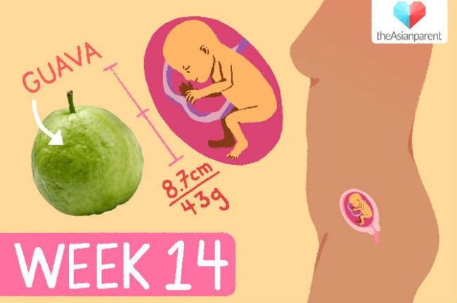 14-week election: the baby's development and maternal care handbook