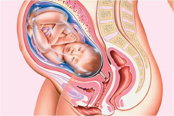 36 Wochen schwanger: Der Fötus verliert seine Talgschicht und steht kurz vor der Geburt