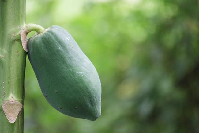 Can pregnant women eat cooked green papaya?