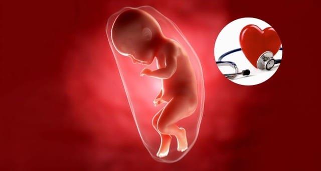 Foetale hartslag 150 is een jongen of een meisje, de moeder weet interessante dingen over het foetale hart van de baby?