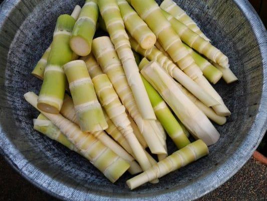 Bisakah ibu hamil makan rebung?  Hal-hal yang harus diperhatikan ibu hamil