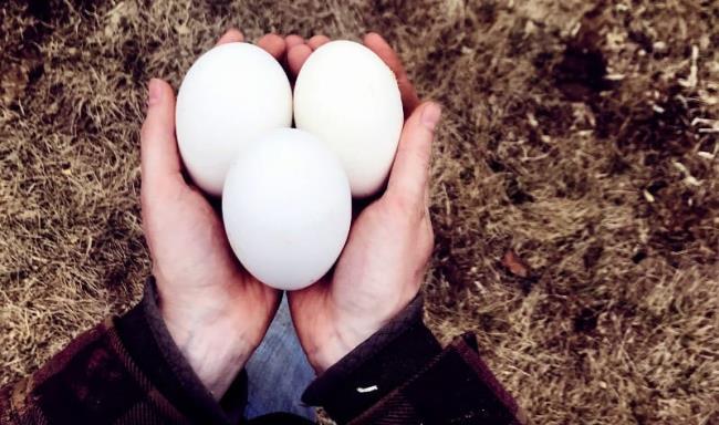 孕婦吃鵝卵多少個月？ 真正被寵壞的鵝蛋可以幫助聰明的孩子們嗎？