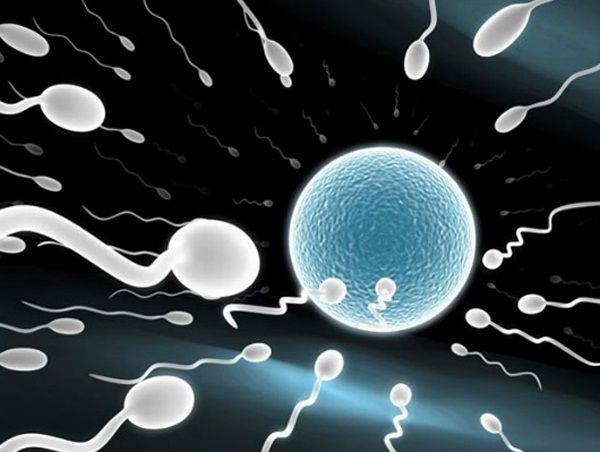 早期排卵はどのようにして最大99％の受精率を高めることができますか？