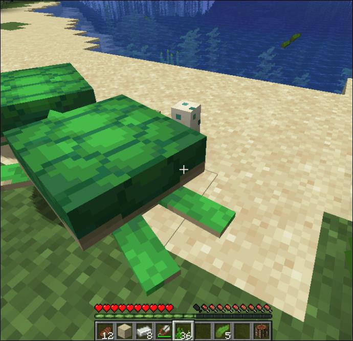 Comment élever des tortues dans Minecraft