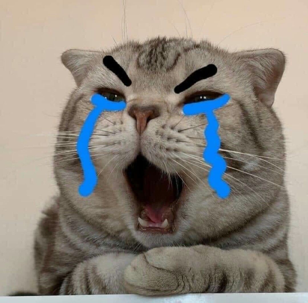 Crying Cat Meme, funny crying cat pictures