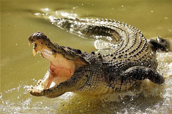 Cos'è un pesce?