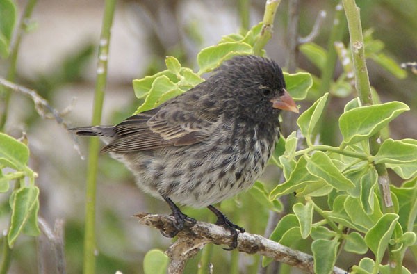 „Vampir“-Spatz: Seltsamer Vogel, der Blut trinkt, um zu überleben