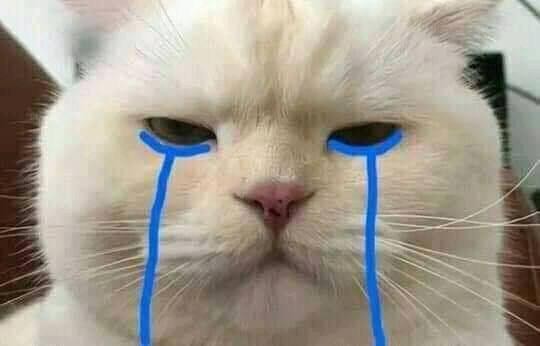 Crying Cat Meme, funny crying cat pictures