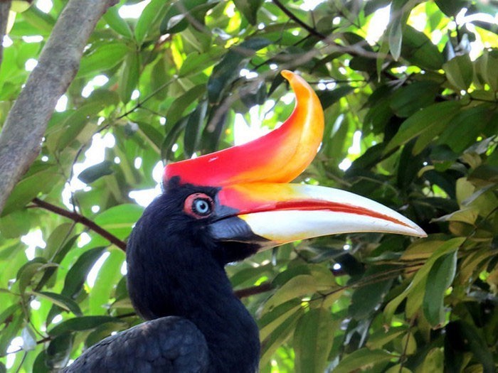 The most bizarre birds, some seem to 'travel' to Earth from another world