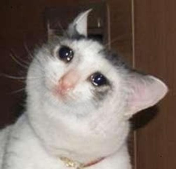 Crying Cat Meme, funny crying cat pictures