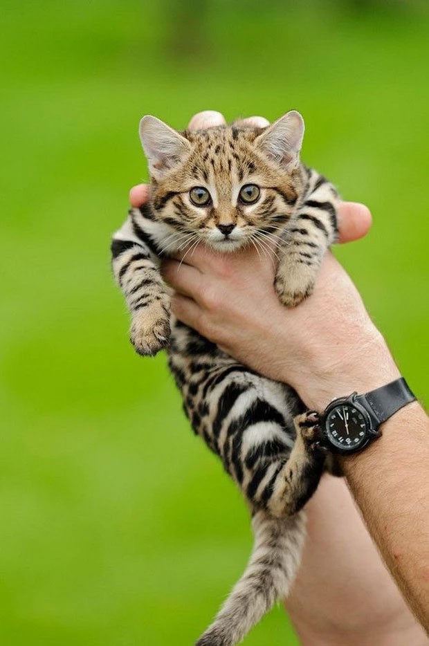 Afrikanische Schwarzfußkatze: Sieht unschuldig aus, ist aber die „gefährlichste“ Katze der Welt