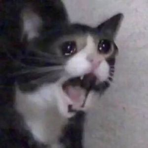 Crying Cat Meme, funny crying cat pictures