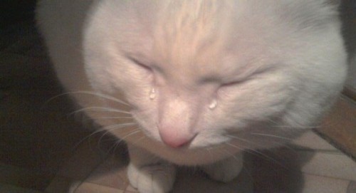 Crying Cat Meme, funny crying cat pictures