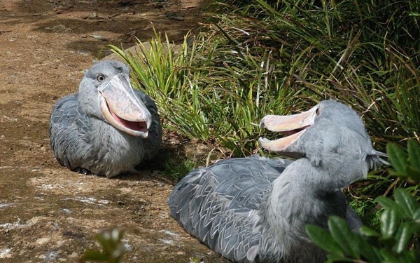 Shoebill Stork - the most ferocious bird in the world, eats even crocodiles