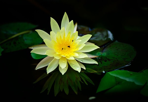Die schönsten Wasserblumen der Welt