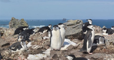 Pinguine schlafen 10.000 Mal am Tag
