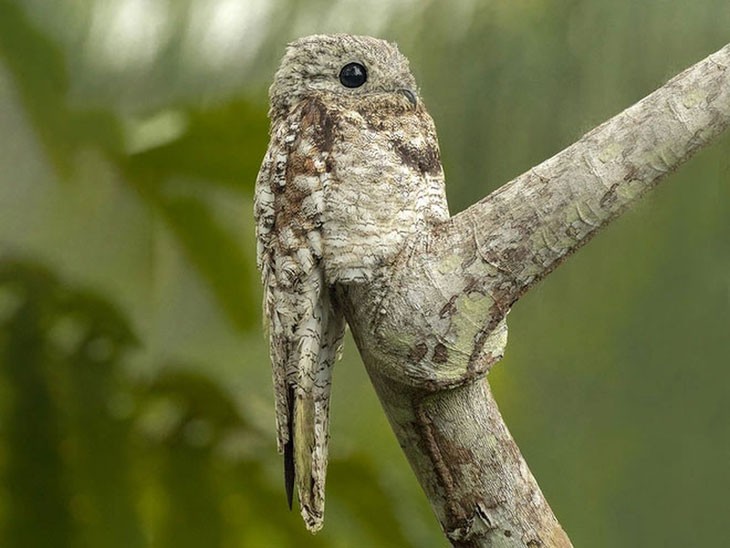 The most bizarre birds, some seem to 'travel' to Earth from another world