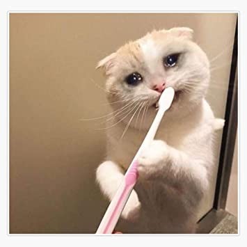 Crying Cat Meme, funny crying cat pictures