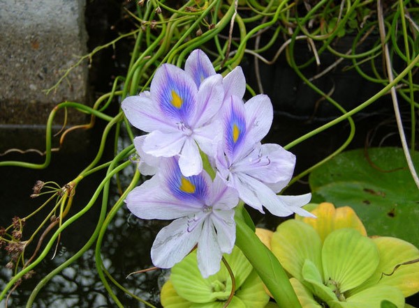 Die schönsten Wasserblumen der Welt