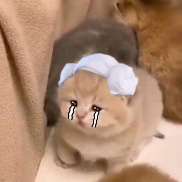 Crying Cat Meme, funny crying cat pictures