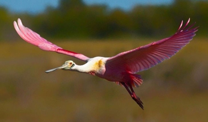 The most bizarre birds, some seem to 'travel' to Earth from another world