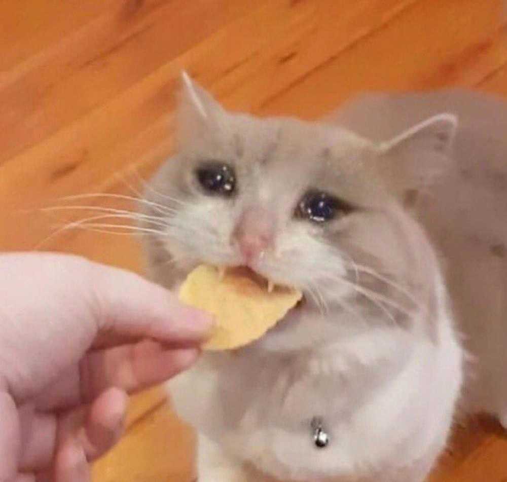 Crying Cat Meme, funny crying cat pictures
